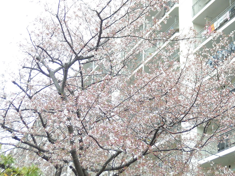 近くの桜